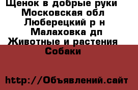 Щенок в добрые руки. - Московская обл., Люберецкий р-н, Малаховка дп Животные и растения » Собаки   